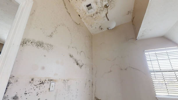 Professional Mold Removal in Indian Springs Village, AL